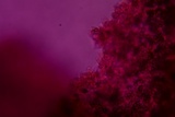 Deconica xeroderma image