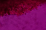 Deconica xeroderma image