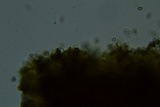 Deconica xeroderma image