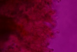 Deconica xeroderma image