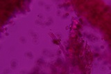 Deconica xeroderma image