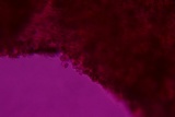 Deconica xeroderma image