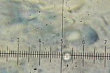 Dibaeis absoluta image