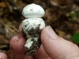 Amanita longipes image