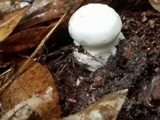 Amanita longipes image