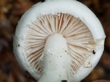 Amanita longipes image