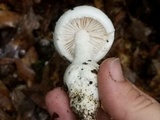 Amanita longipes image