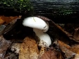 Amanita longipes image