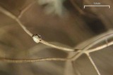 Bryoria nadvornikiana image