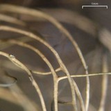 Bryoria nadvornikiana image