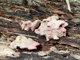 Phlebia incarnata image