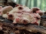 Phlebia incarnata image