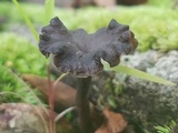 Pseudocraterellus calyculus image