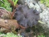 Pseudocraterellus calyculus image