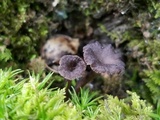 Pseudocraterellus calyculus image