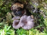 Pseudocraterellus calyculus image