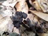 Pseudocraterellus calyculus image