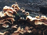Merulius tremellosus image
