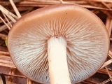 Rhodocollybia butyracea image