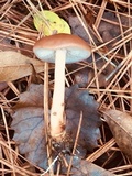 Rhodocollybia butyracea image