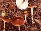Rhodocollybia butyracea image