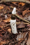 Staheliomyces cinctus image