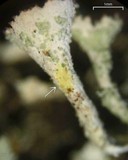 Cladonia coccifera image