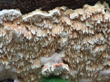 Trametopsis cervina image