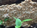 Trametopsis cervina image