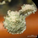Cladonia coccifera image