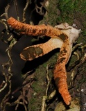 Pseudocolus fusiformis image