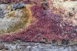 Ceriporia purpurea image