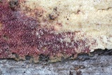 Ceriporia purpurea image