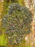 Peltigera horizontalis image