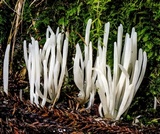 Clavaria alboglobospora image