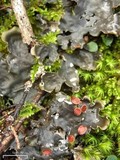 Peltigera horizontalis image