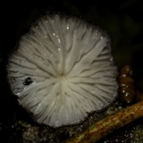 Hohenbuehelia cyphelliformis image