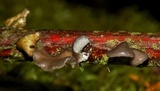 Hohenbuehelia cyphelliformis image