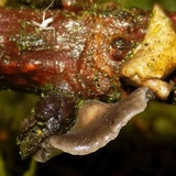 Hohenbuehelia cyphelliformis image
