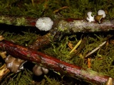 Hohenbuehelia cyphelliformis image