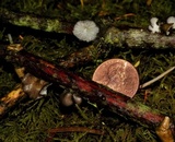Hohenbuehelia cyphelliformis image