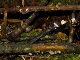 Hohenbuehelia cyphelliformis image