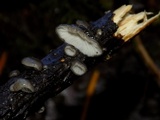Hohenbuehelia cyphelliformis image