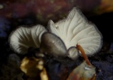 Hohenbuehelia cyphelliformis image