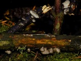 Hohenbuehelia cyphelliformis image
