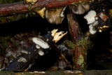 Hohenbuehelia cyphelliformis image