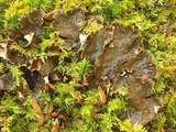 Peltigera neopolydactyla image