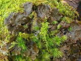 Peltigera neopolydactyla image