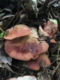 Fistulina hepatica image