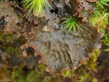 Peltigera neopolydactyla image